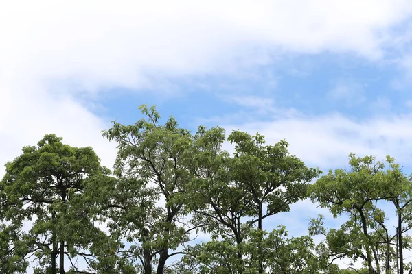 Cima di alberi verdi e cielo blu . — Foto Stock