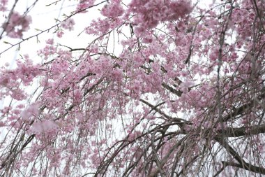 Pembe Sakura çiçek ya da kiraz çiçekleri.