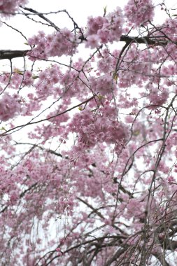 Pembe Sakura çiçek ya da kiraz çiçekleri.