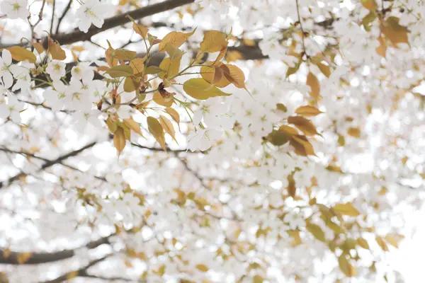 Sakura λευκό λουλούδι ή άνθη της κερασιάς. — Φωτογραφία Αρχείου