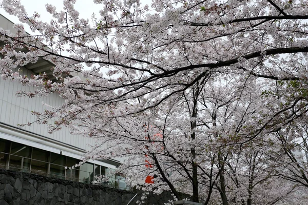 핑크 사쿠라 꽃 또는 벚꽃 흐린된 하늘 날. — 스톡 사진