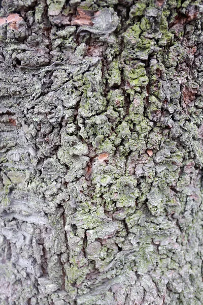 Textura de corteza de árbol áspera . — Foto de Stock