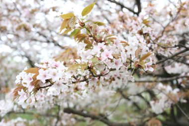 Beyaz sakura çiçek ya da kiraz çiçekleri.