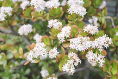 Beyaz çiçekler bahçede çiçek.