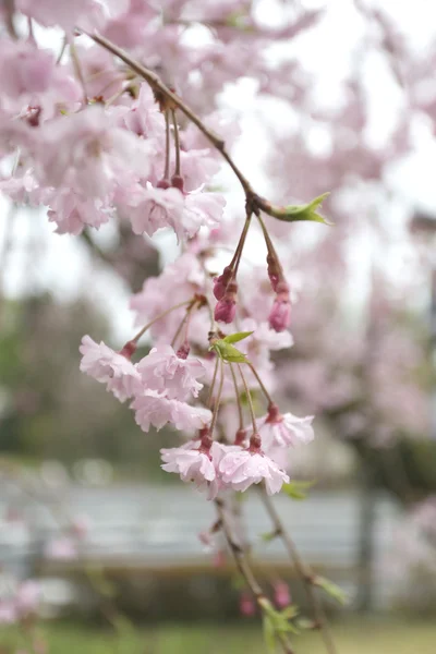 Рожева квітка або вишня цвітіння сакури. — стокове фото