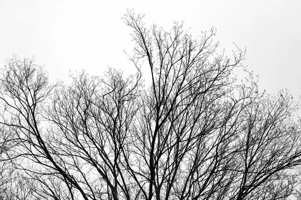Οι κλάδοι του δέντρου στο πάρκο. — Φωτογραφία Αρχείου