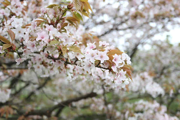 Sakura biały kwiat lub wiśniowe kwiaty. — Zdjęcie stockowe