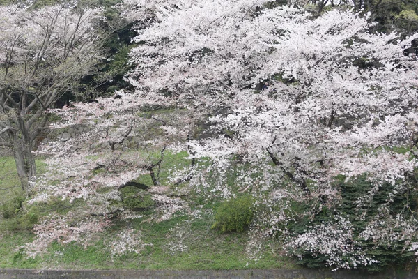 Weiße Sakura-Blüten oder Kirschblüten. — Stockfoto