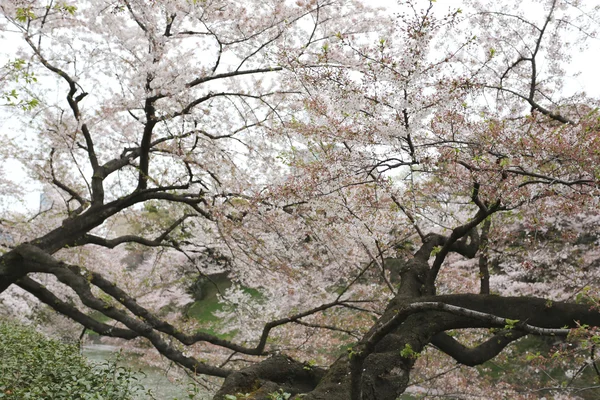 Sakura květina nebo cherry blossoms v Japonsku. — Stock fotografie
