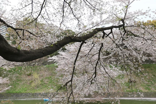 Japonya'daki Sakura çiçek ya da kiraz çiçekleri. — Stok fotoğraf