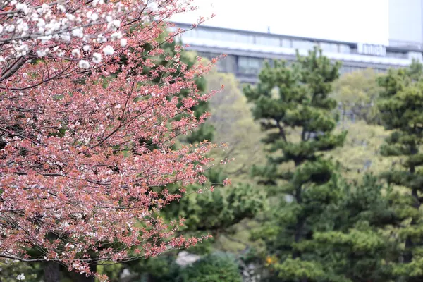 ピンクの桜の花や桜の花. — ストック写真