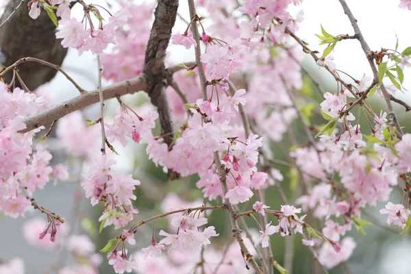 Różowe kwiaty kwiat lub wiśni Sakura. — Zdjęcie stockowe