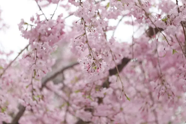 핑크 사쿠라 꽃 또는 벚꽃 꽃. — 스톡 사진