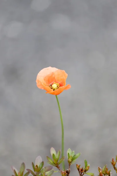 Fiori d'arancio stanno fiorendo . — Foto Stock