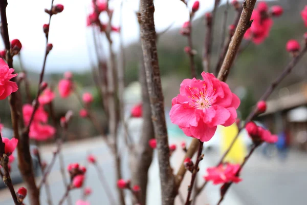 Pink plum blossom. — Stock Photo, Image