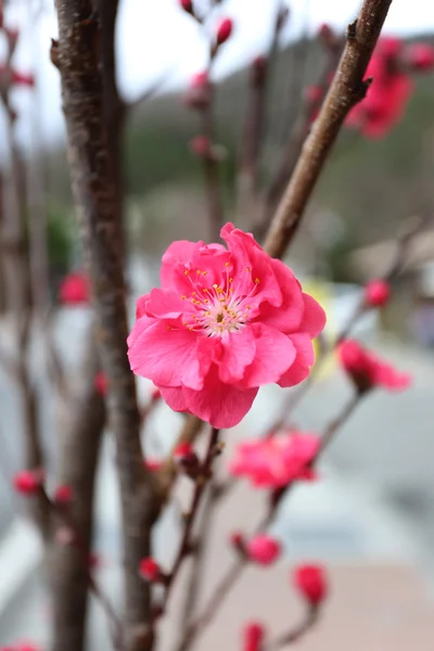 Pink plum blossom. — Stock Photo, Image