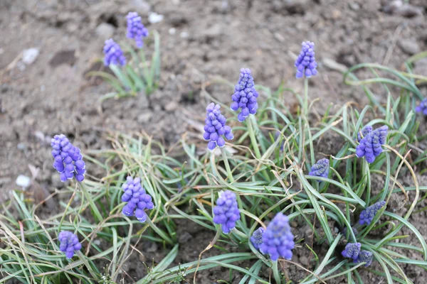 Blume der Blauen Salvia blüht. — Stockfoto