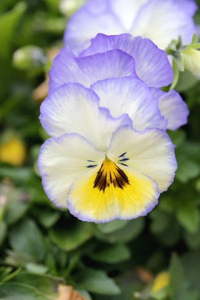 Mischung Farbe Stiefmütterchen Blume. — Stockfoto