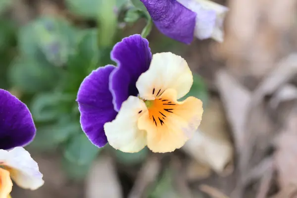 ミックス色のパンジーの花. — ストック写真