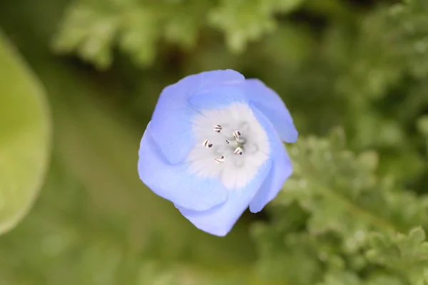 Małe niebieskie kwiaty kwitnące. — Zdjęcie stockowe