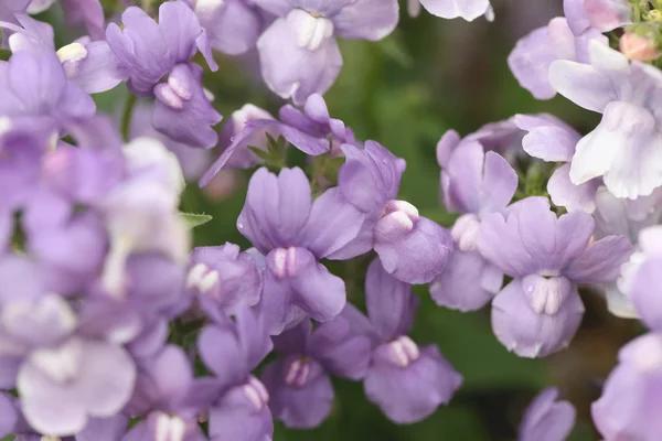 Purple flower is blooming. — Stock Photo, Image