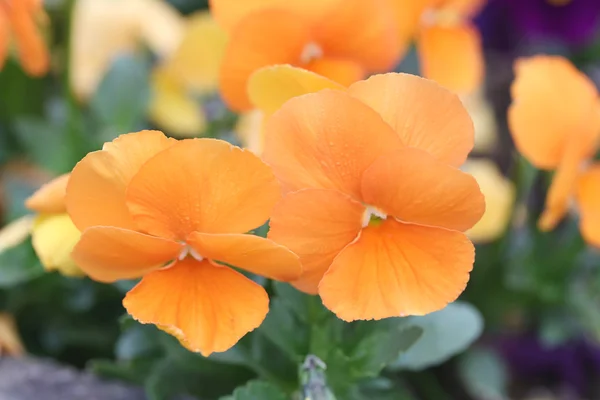 Flor de laranja Pansy . — Fotografia de Stock