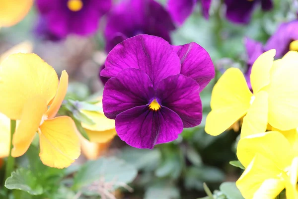 紫色のパンジーの花. — ストック写真