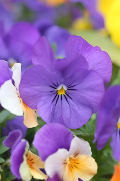 紫色のパンジーの花. — Stock fotografie