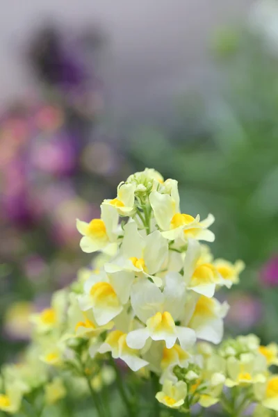 Yellow flower is blooming. — Stock Photo, Image