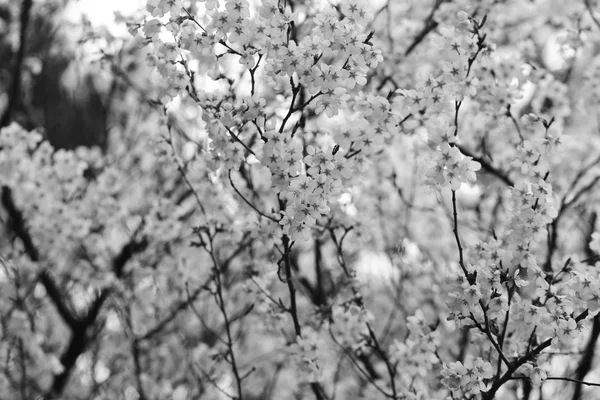 Fiori Sakura o fiori di ciliegio, in bianco e nero . — Foto Stock