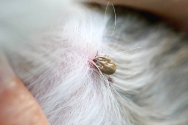 Büyük bir köpek açıklıkta zamanında.