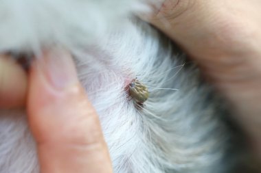Büyük bir köpek açıklıkta zamanında.