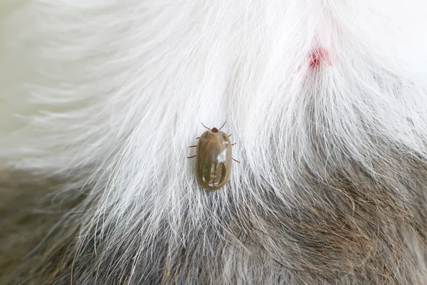 Big Tick on a dog in clearing. — Stock Photo, Image