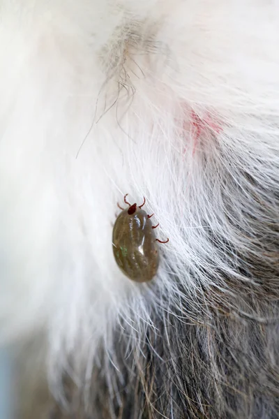 Big Tick em um cão na clareira . — Fotografia de Stock