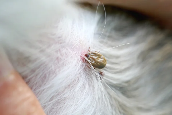 Big Tick on a dog in clearing. — Stock Photo, Image