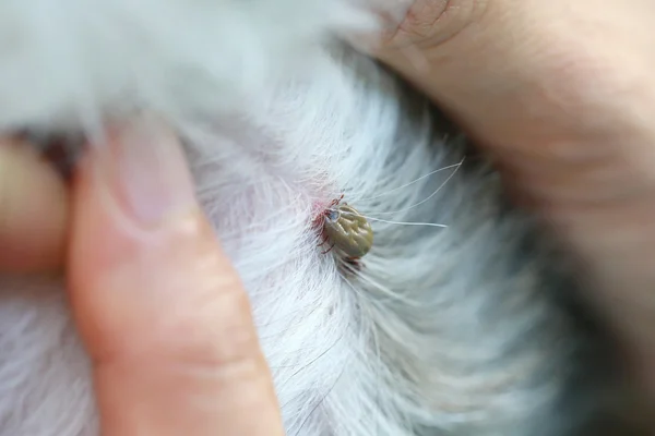 Grande zecca su un cane in schiarimento . — Foto Stock