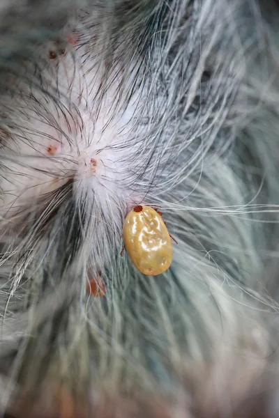 Big Tick em um cão na clareira . — Fotografia de Stock