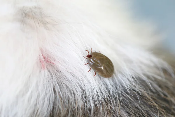 Big Tick sur un chien dans la clairière . Image En Vente