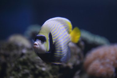İmparator angelfish veya Pomacanthus Imperator balık.