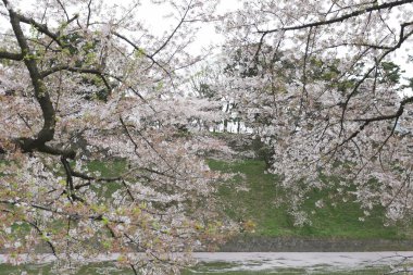 Japonya'daki Sakura çiçek ya da kiraz çiçekleri.