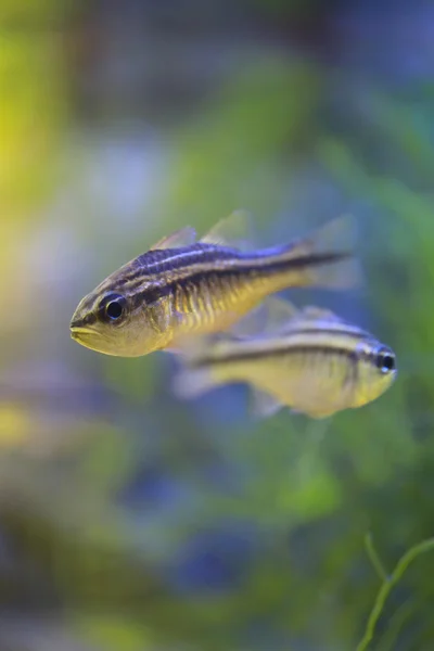 Pesce cardinale o Apogonittioidi negri . — Foto Stock