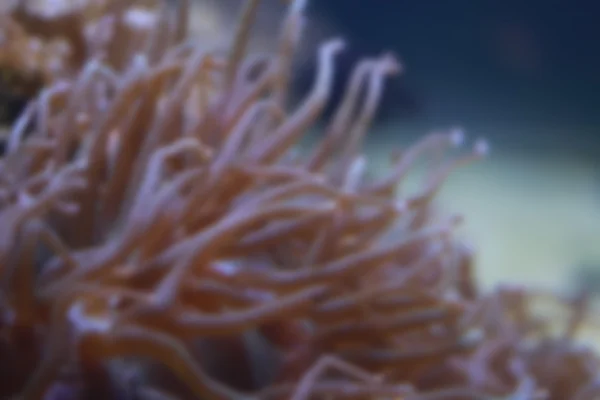 Blur stílus Heteractis magnifica kökörcsin, a víz alatti. — Stock Fotó