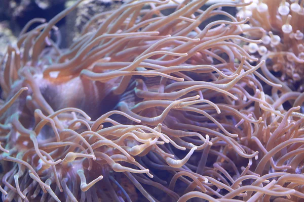 Heteractis magnifica anemone, a víz alatti. — Stock Fotó