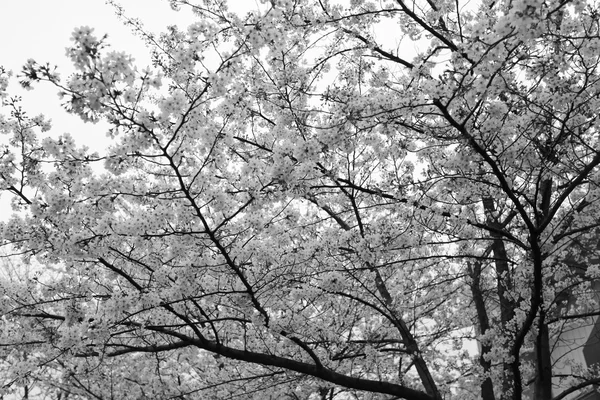 Fiori Sakura o fiori di ciliegio nel giardino giapponese . — Foto Stock
