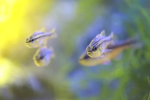 Kardinaller veya Apogonichthyoides Nijer balık. — Stok fotoğraf