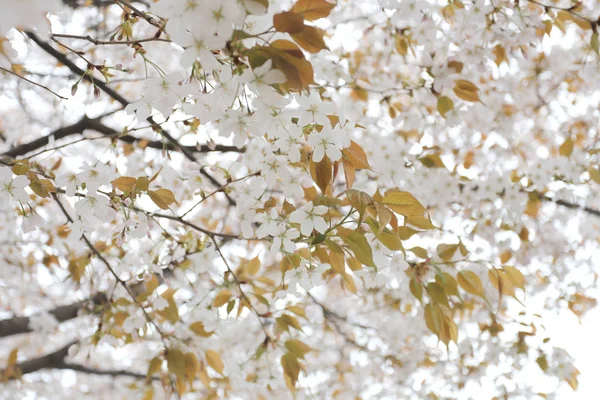 Sakura biały kwiat lub wiśniowe kwiaty. — Zdjęcie stockowe