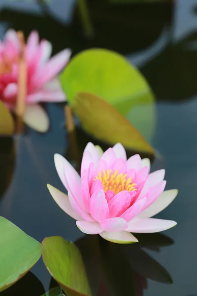 Loto rosa in uno stagno con fioritura al mattino . — Foto Stock