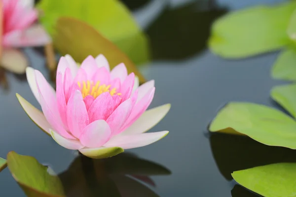 Loto rosa in uno stagno con fioritura al mattino . — Foto Stock