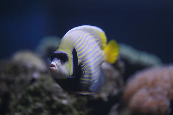 황제 엔젤 또는 Pomacanthus 황제 물고기. — 스톡 사진