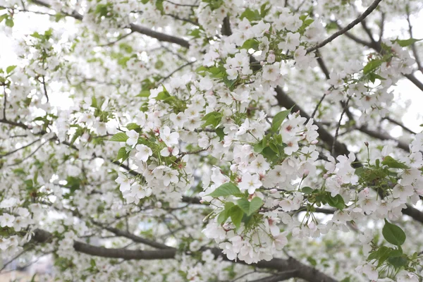 Sakura λευκό λουλούδι ή άνθη της κερασιάς. — Φωτογραφία Αρχείου